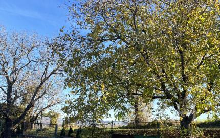 Rodinný dom v pôvodnom stave, vhodný na bývanie – Obec Cerová, Záhorie