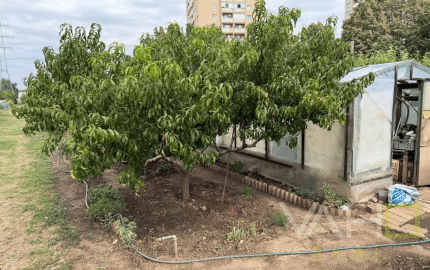 ZÁHRADKA V OSOBNOM VLASTNÍCTVE , 239 m²,  NERUDOVA ul., TRNAVA
