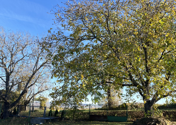 Rodinný dom v pôvodnom stave, vhodný na bývanie – Obec Cerová, Záhorie